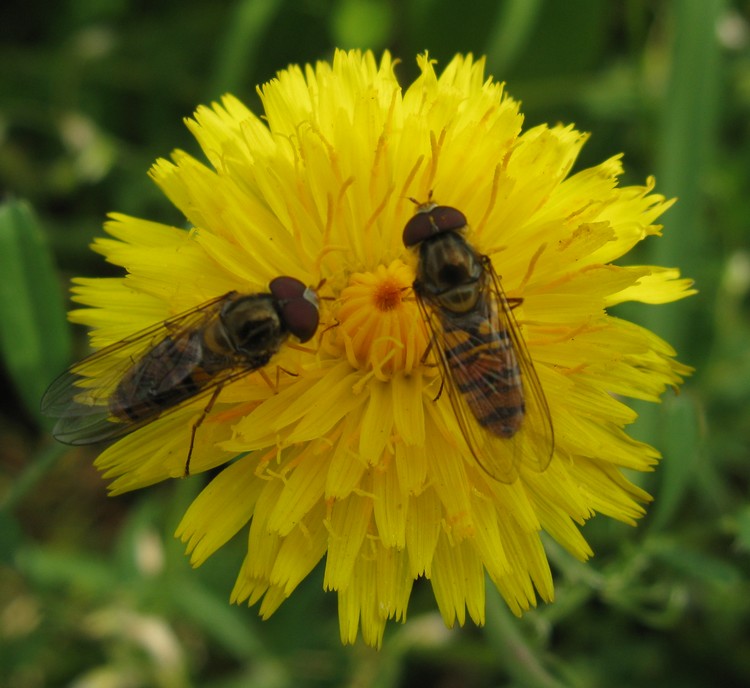 Episyrphus ?  S, Episyrphus balteatus, maschio (Syrphidae)